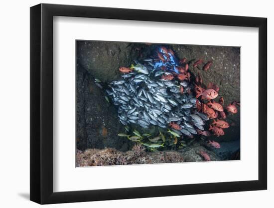 Schooling Fish Swim in a Cavern Near Cocos Island, Costa Rica-Stocktrek Images-Framed Photographic Print