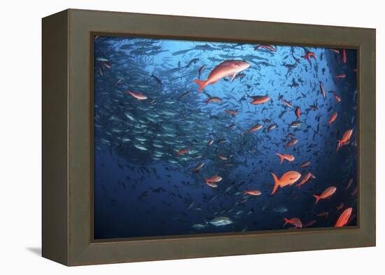 Schooling Fish Swim Near Cocos Island, Costa Rica-Stocktrek Images-Framed Premier Image Canvas