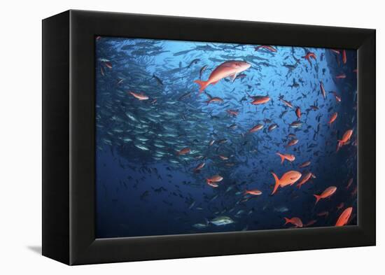 Schooling Fish Swim Near Cocos Island, Costa Rica-Stocktrek Images-Framed Premier Image Canvas