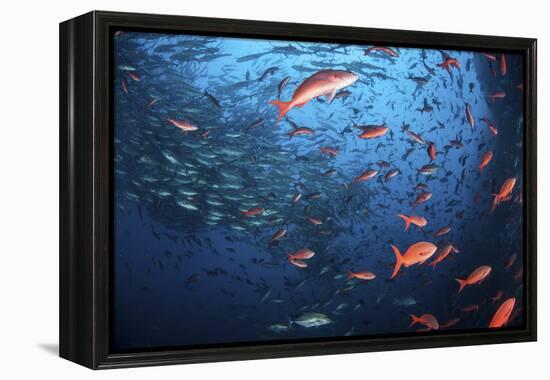 Schooling Fish Swim Near Cocos Island, Costa Rica-Stocktrek Images-Framed Premier Image Canvas