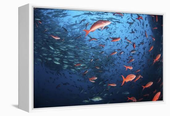 Schooling Fish Swim Near Cocos Island, Costa Rica-Stocktrek Images-Framed Premier Image Canvas