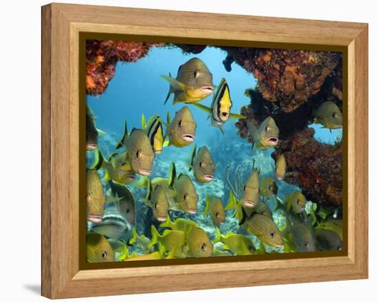 Schooling Fish Under Coral Ledge-Stephen Frink-Framed Premier Image Canvas