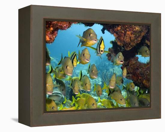 Schooling Fish Under Coral Ledge-Stephen Frink-Framed Premier Image Canvas