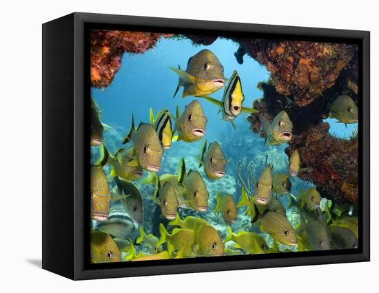 Schooling Fish Under Coral Ledge-Stephen Frink-Framed Premier Image Canvas