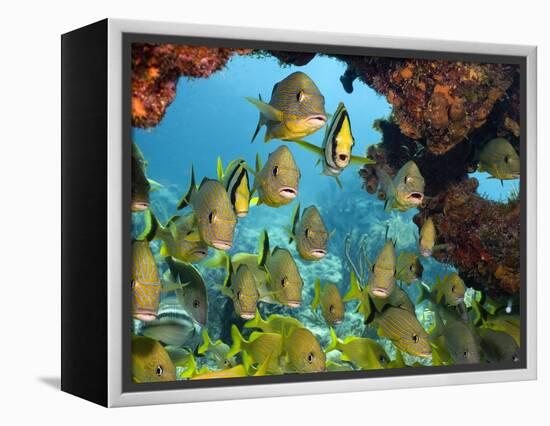 Schooling Fish Under Coral Ledge-Stephen Frink-Framed Premier Image Canvas