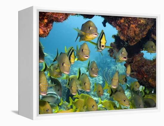 Schooling Fish Under Coral Ledge-Stephen Frink-Framed Premier Image Canvas
