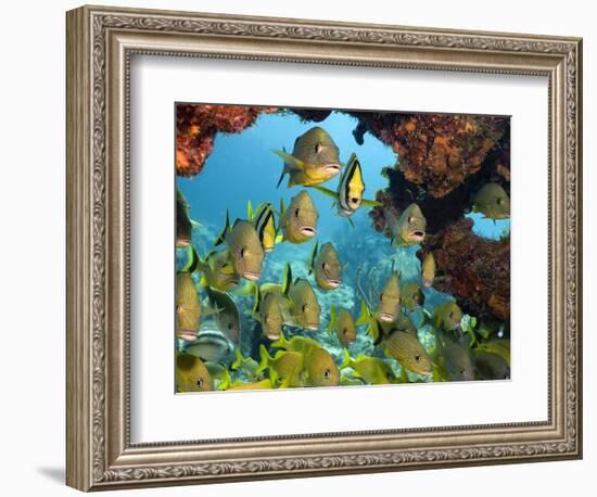 Schooling Fish Under Coral Ledge-Stephen Frink-Framed Photographic Print