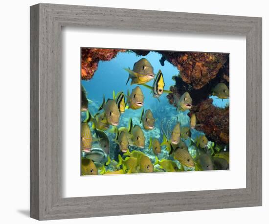 Schooling Fish Under Coral Ledge-Stephen Frink-Framed Photographic Print