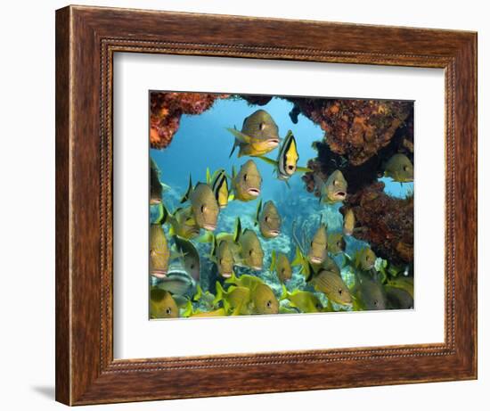 Schooling Fish Under Coral Ledge-Stephen Frink-Framed Photographic Print