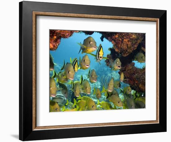 Schooling Fish Under Coral Ledge-Stephen Frink-Framed Photographic Print