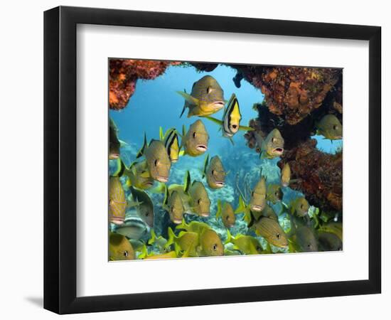 Schooling Fish Under Coral Ledge-Stephen Frink-Framed Photographic Print