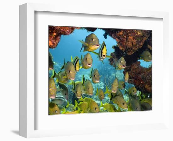 Schooling Fish Under Coral Ledge-Stephen Frink-Framed Photographic Print