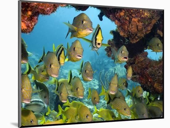 Schooling Fish Under Coral Ledge-Stephen Frink-Mounted Photographic Print