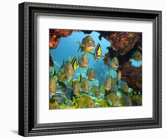 Schooling Fish Under Coral Ledge-Stephen Frink-Framed Photographic Print