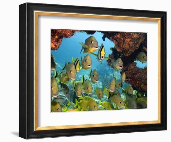 Schooling Fish Under Coral Ledge-Stephen Frink-Framed Photographic Print