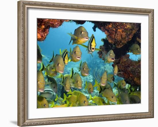 Schooling Fish Under Coral Ledge-Stephen Frink-Framed Photographic Print