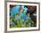 Schooling Fish Under Coral Ledge-Stephen Frink-Framed Photographic Print