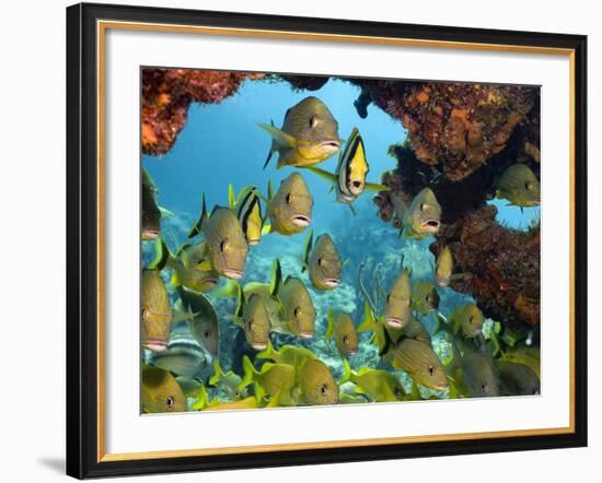 Schooling Fish Under Coral Ledge-Stephen Frink-Framed Photographic Print