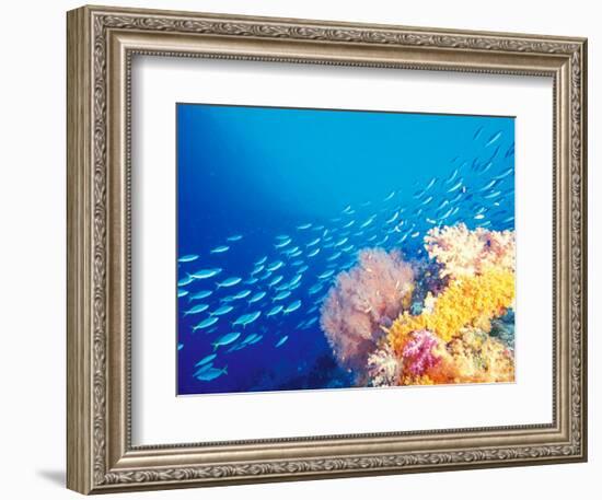 Schooling Fusiliers, Papua, Indonesia-Michele Westmorland-Framed Photographic Print