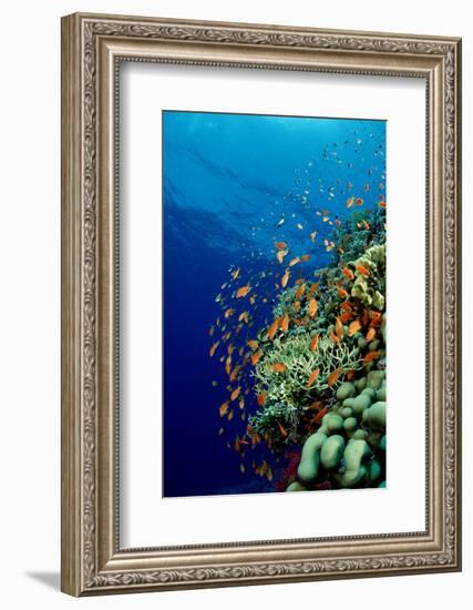 Schooling Lyretail Anthias and near a Coral Reef. (Pseudanthias Squamipinnis) Red Sea-Reinhard Dirscherl-Framed Photographic Print