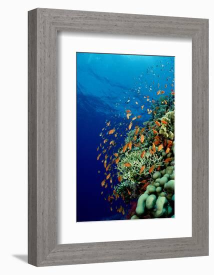 Schooling Lyretail Anthias and near a Coral Reef. (Pseudanthias Squamipinnis) Red Sea-Reinhard Dirscherl-Framed Photographic Print