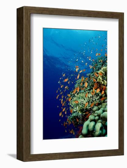 Schooling Lyretail Anthias and near a Coral Reef. (Pseudanthias Squamipinnis) Red Sea-Reinhard Dirscherl-Framed Photographic Print