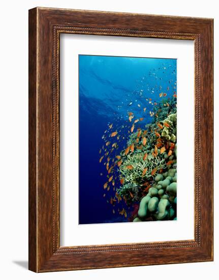 Schooling Lyretail Anthias and near a Coral Reef. (Pseudanthias Squamipinnis) Red Sea-Reinhard Dirscherl-Framed Photographic Print