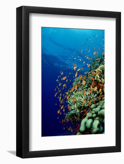 Schooling Lyretail Anthias and near a Coral Reef. (Pseudanthias Squamipinnis) Red Sea-Reinhard Dirscherl-Framed Photographic Print