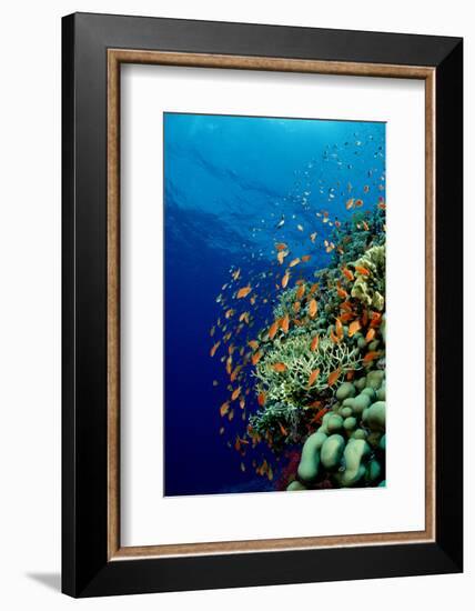 Schooling Lyretail Anthias and near a Coral Reef. (Pseudanthias Squamipinnis) Red Sea-Reinhard Dirscherl-Framed Photographic Print