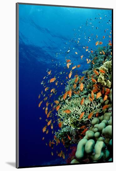 Schooling Lyretail Anthias and near a Coral Reef. (Pseudanthias Squamipinnis) Red Sea-Reinhard Dirscherl-Mounted Photographic Print