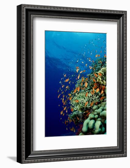 Schooling Lyretail Anthias and near a Coral Reef. (Pseudanthias Squamipinnis) Red Sea-Reinhard Dirscherl-Framed Photographic Print