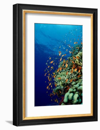 Schooling Lyretail Anthias and near a Coral Reef. (Pseudanthias Squamipinnis) Red Sea-Reinhard Dirscherl-Framed Photographic Print