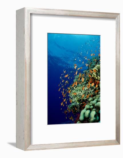 Schooling Lyretail Anthias and near a Coral Reef. (Pseudanthias Squamipinnis) Red Sea-Reinhard Dirscherl-Framed Photographic Print