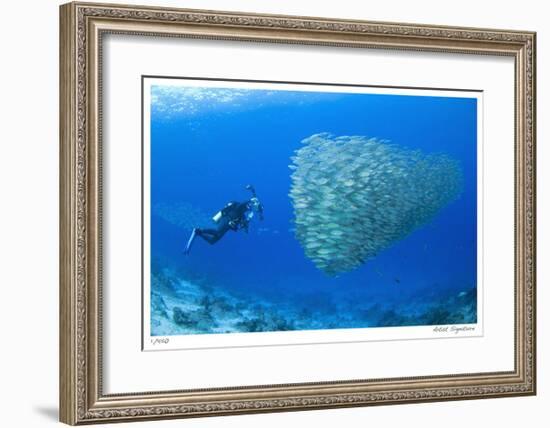 Schooling Ox-eye Scads and Photographer-Jones-Shimlock-Framed Giclee Print