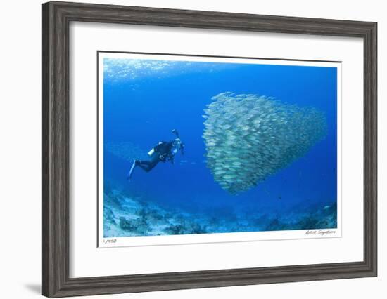 Schooling Ox-eye Scads and Photographer-Jones-Shimlock-Framed Giclee Print