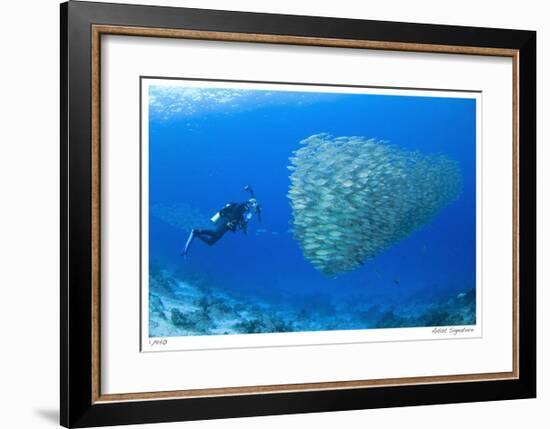 Schooling Ox-eye Scads and Photographer-Jones-Shimlock-Framed Giclee Print