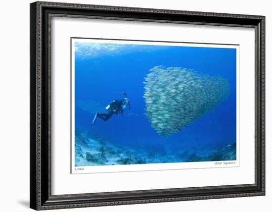 Schooling Ox-eye Scads and Photographer-Jones-Shimlock-Framed Giclee Print