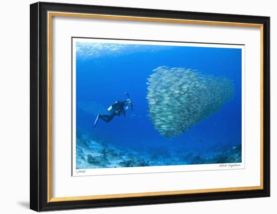 Schooling Ox-eye Scads and Photographer-Jones-Shimlock-Framed Giclee Print