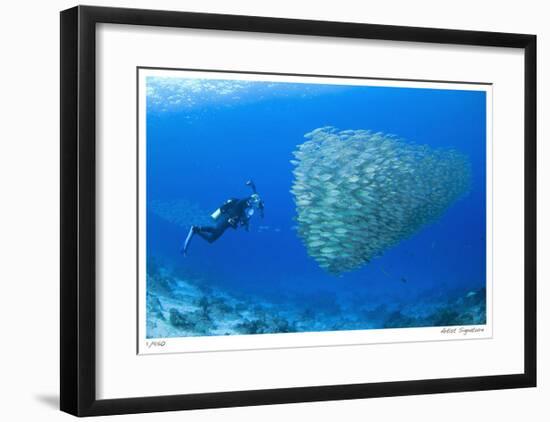 Schooling Ox-eye Scads and Photographer-Jones-Shimlock-Framed Giclee Print