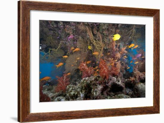 Schooling Scalefin Anthias Fish and Soft Corals of Beqa Lagoon, Fiji-Stocktrek Images-Framed Photographic Print