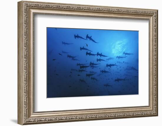 Schooling Scalloped Hammerhead Sharks (Sphyrna Lewini) Cocos Island National Park, Costa Rica-Franco Banfi-Framed Photographic Print