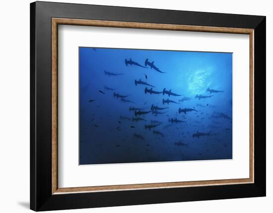 Schooling Scalloped Hammerhead Sharks (Sphyrna Lewini) Cocos Island National Park, Costa Rica-Franco Banfi-Framed Photographic Print