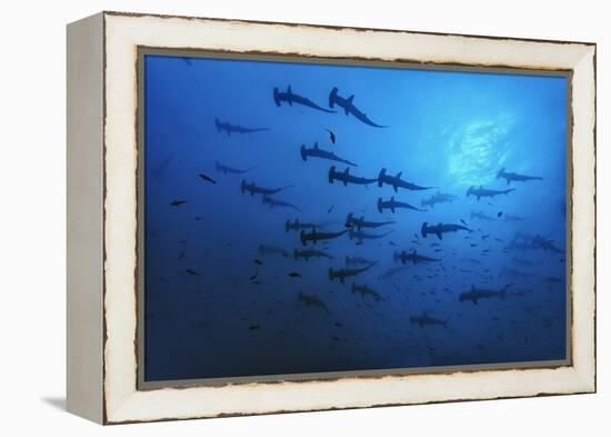 Schooling Scalloped Hammerhead Sharks (Sphyrna Lewini) Cocos Island National Park, Costa Rica-Franco Banfi-Framed Premier Image Canvas