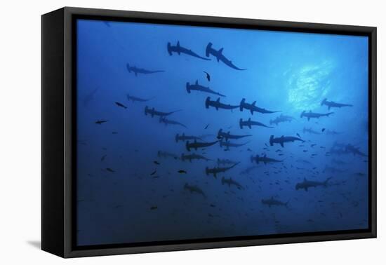 Schooling Scalloped Hammerhead Sharks (Sphyrna Lewini) Cocos Island National Park, Costa Rica-Franco Banfi-Framed Premier Image Canvas