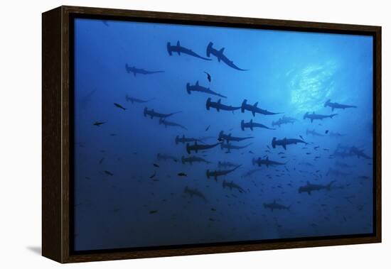 Schooling Scalloped Hammerhead Sharks (Sphyrna Lewini) Cocos Island National Park, Costa Rica-Franco Banfi-Framed Premier Image Canvas