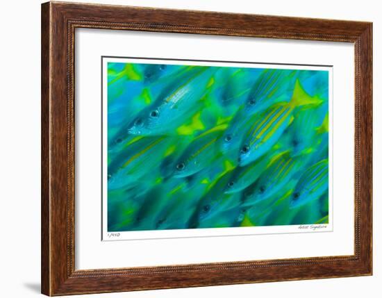 Schooling Snappers-Jones-Shimlock-Framed Giclee Print