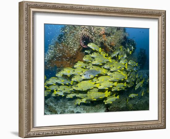 Schooling Sweetlip Fish Swim Past Coral Reef, Raja Ampat, Indonesia-Jones-Shimlock-Framed Photographic Print