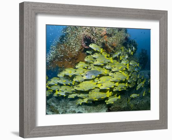 Schooling Sweetlip Fish Swim Past Coral Reef, Raja Ampat, Indonesia-Jones-Shimlock-Framed Photographic Print