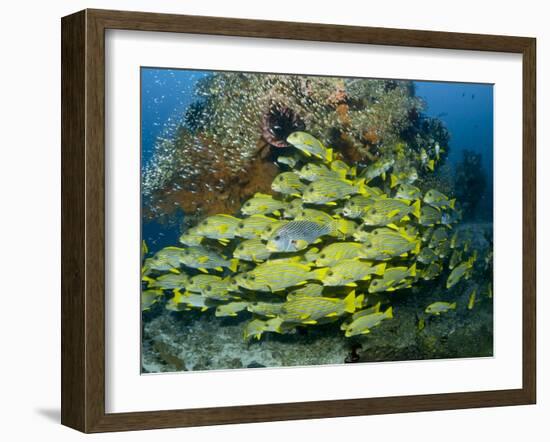 Schooling Sweetlip Fish Swim Past Coral Reef, Raja Ampat, Indonesia-Jones-Shimlock-Framed Photographic Print