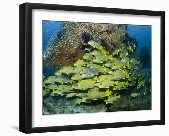 Schooling Sweetlip Fish Swim Past Coral Reef, Raja Ampat, Indonesia-Jones-Shimlock-Framed Photographic Print